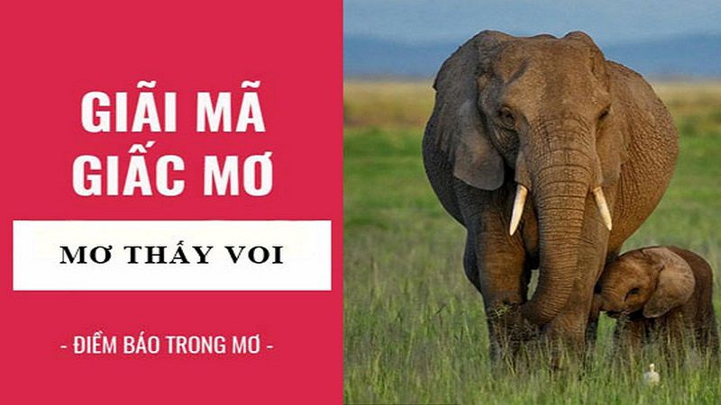 Tìm hiểu sổ mơ lô đề khi thấy voi