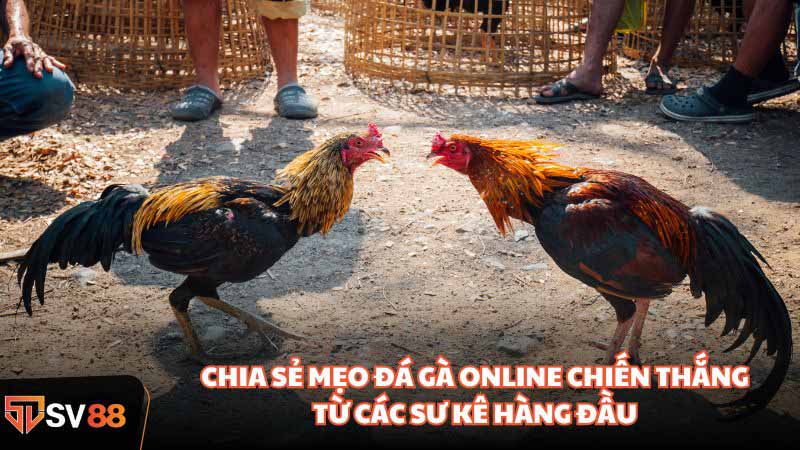 Mẹo Đá Gà Online